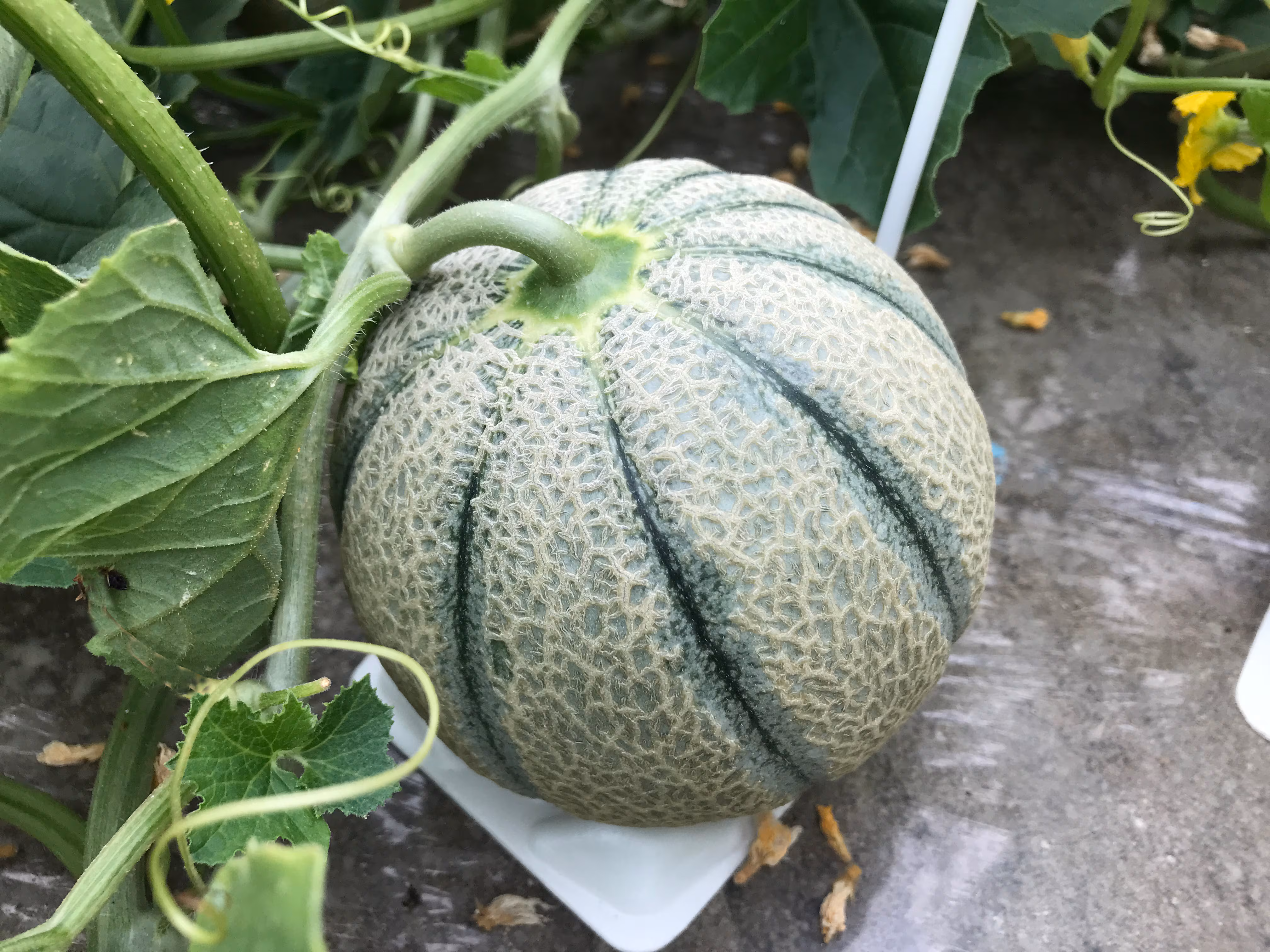 マルセイユメロン